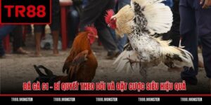 Đá Gà C1 - Bí Quyết Theo Dõi Và Đặt Cược Siêu Hiệu Quả