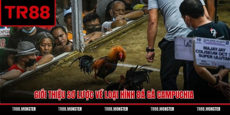 Giới thiệu sơ lược về loại hình đá gà Campuchia