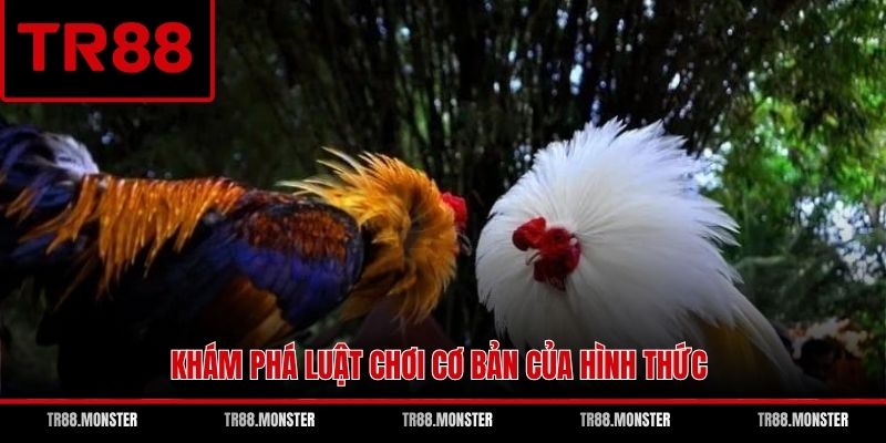 Khám phá luật chơi cơ bản của hình thức